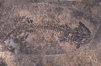 Discosauriscus pulcherrimus (Anfibio) Pérmico