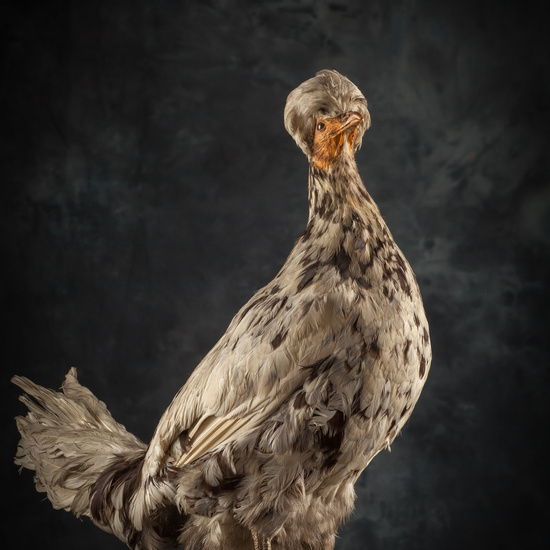 IES_SANISIDRO_BIOLOGIA_309