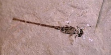 Caballito del diablo (Insecto) Eoceno
