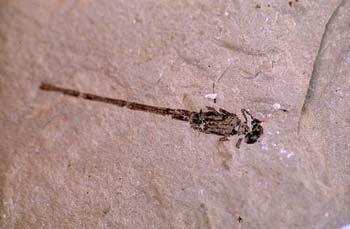 Caballito del diablo (Insecto) Eoceno