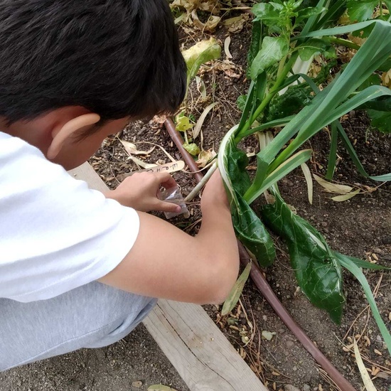 2019_06_07_Los alumnos de Quinto observan los insectos del huerto_CEIP FDLR_Las Rozas 14