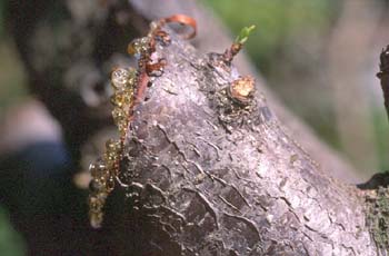 Ciruelo (Prunus domestica)