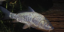 Carpa (Ciprinus carpio)