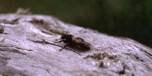 Mosca cazadora (Asilidae fam.)