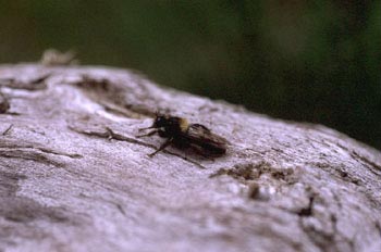 Mosca cazadora (Asilidae fam.)