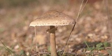 Parasol (Macrolepiota procera)