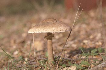 Parasol (Macrolepiota procera)