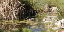 Patos en charca