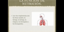 6º naturales la función de nutrición, la respiración