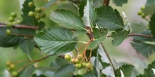 Mostajo - Hojas (Sorbus aria)