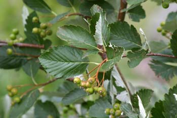 Mostajo - Hojas (Sorbus aria)