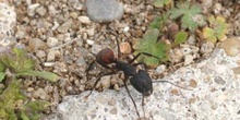 Hormiga (Messor barbara)
