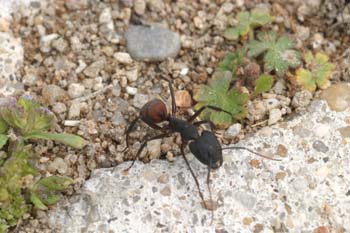 Hormiga (Messor barbara)