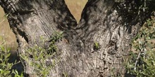 Olivo - Tronco (Olea europaea)