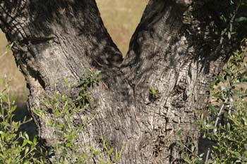 Olivo - Tronco (Olea europaea)