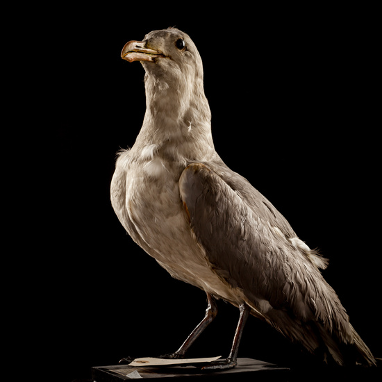 IES_SANISIDRO_BIOLOGIA_004