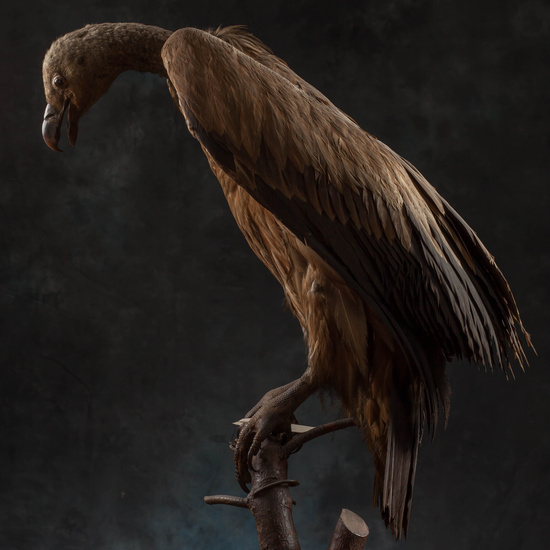 IES_SANISIDRO_MUSEO_Aves_187