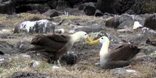 Pareja de Albatros, Diomedea irrorata, en danza de cortejo, Ecua
