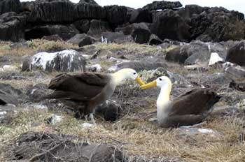 Pareja de Albatros, Diomedea irrorata, en danza de cortejo, Ecua