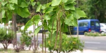 Catalpa (Catalpa bignonioides)