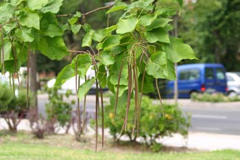 Catalpa (Catalpa bignonioides)