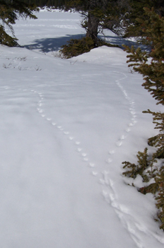 Nieve, Parque Nacional Banff