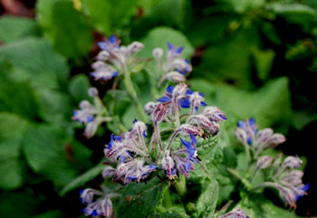 Flores de borraja