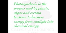 PRIMARIA 4º - PHOTOSYNTESIS - NATURAL SCIENCE - FORMACIÓN