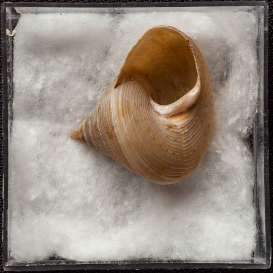 IES_ISABELLACATOLICA_BIOLOGIA_267