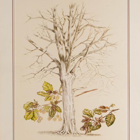 IES_CARDENALCISNEROS_BOTÁNICA_II_LÁMINAS_108