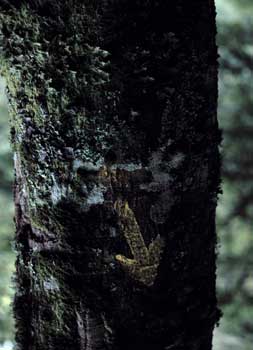 Indicación de un camino forestal