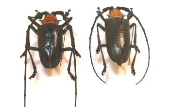 Nemophas batoceroides (Isla Timor)