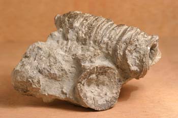 Typlasma loveni (Coral) Silúrico