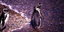 Pingüinos de Magallanes, Argentina