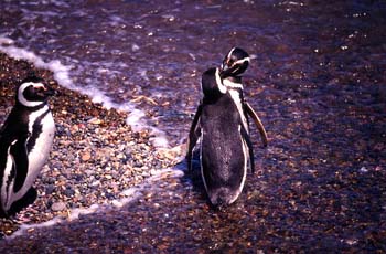 Pingüinos de Magallanes, Argentina