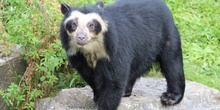 Oso de anteojos (Tremarctos ornatus)