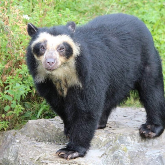 Oso de anteojos (Tremarctos ornatus)