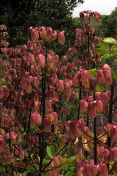 Hoja del aire, Bryophyllum Pinnatum, Ecuador