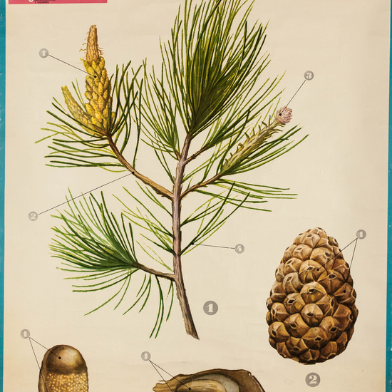 IES_LOPEDEVEGA_CIENCIASNATURALES_061