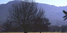 Fresno de hoja estrecha - Porte (Fraxinus angustifolia)