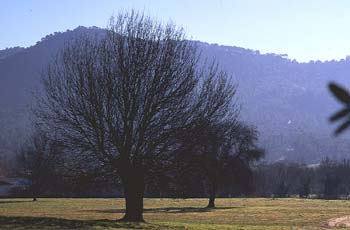 Fresno de hoja estrecha - Porte (Fraxinus angustifolia)