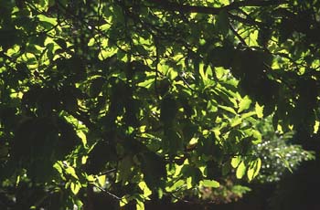 Castaño - Bosque (Castanea sativa)