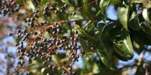 Aligustre - Frutos (Ligustrum sp.)