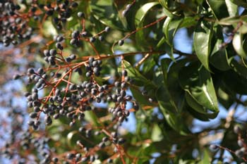 Aligustre - Frutos (Ligustrum sp.)