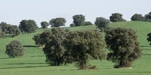 Encina - Bosque (Quercus ilex)