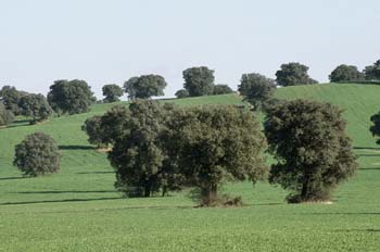 Encina - Bosque (Quercus ilex)