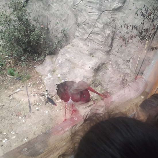 Salida 5º de Primaria al centro recuperación animal GREFA 4