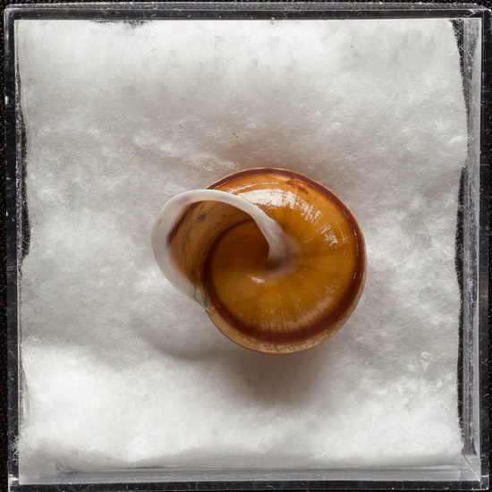 IES_ISABELLACATOLICA_BIOLOGIA_376