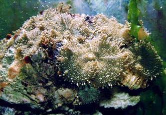 Anémona de disco (Actinodiscus sp.)