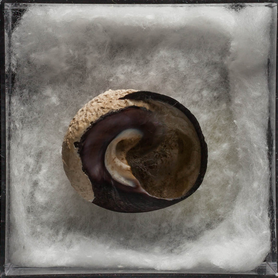 IES_ISABELLACATOLICA_BIOLOGIA_294